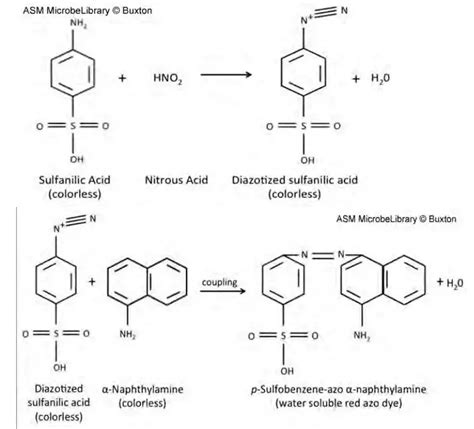 Nitrite Reduction Test - Principle, Procedure, Result - Biology Notes ...