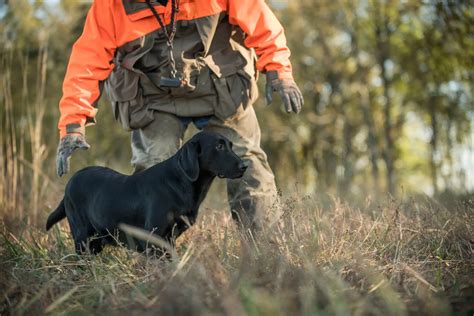 How To Train A Hunting Dog Field And Stream