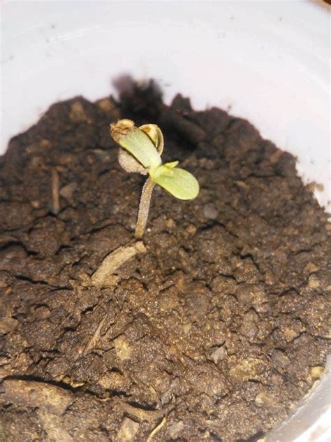 How to germinate Cannabis seeds: a guide for beginners