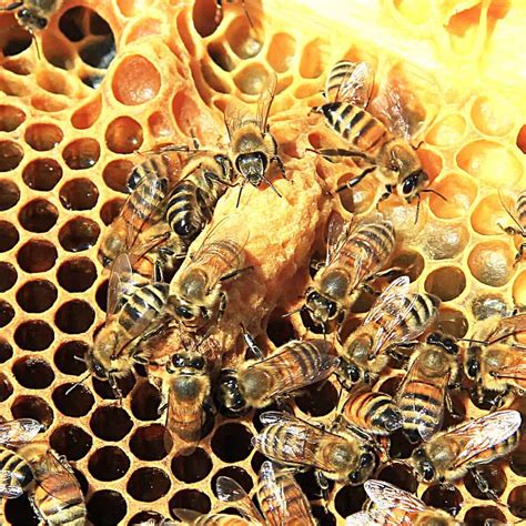 What To Do With Queen Cells In Your Hive Carolina Honeybees