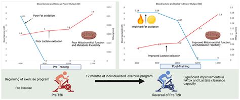 Antioxidants Free Full Text The Key Role Of Mitochondrial Function