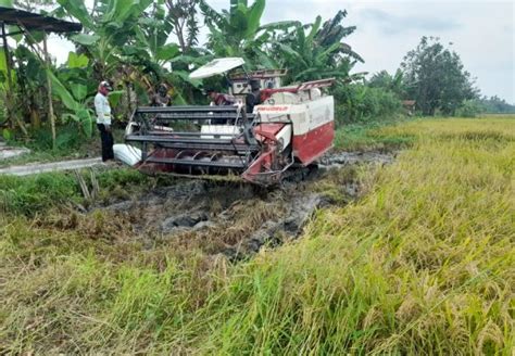 PANEN RAYA PADI PURWOSARI