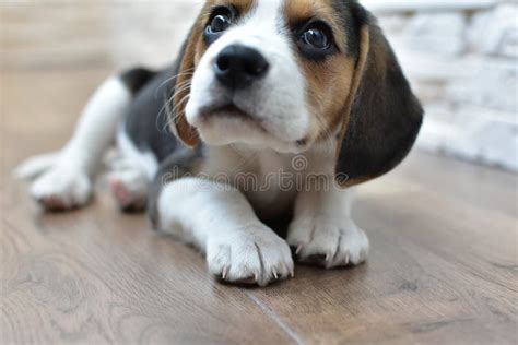 Cachorro Beagle De Meses De Edad Foto De Archivo Imagen De Meses