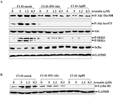 Figure 3 From Essential Roles Of Pi 3kaktikkβnfκb Pathway In Cyclin