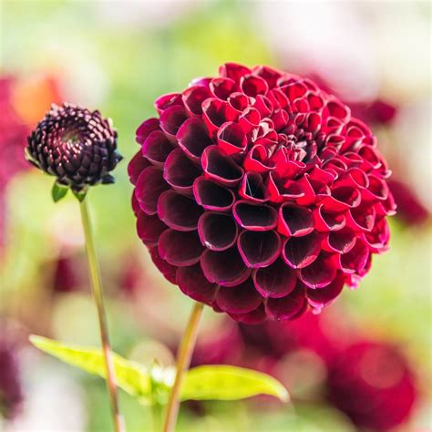 20 Official Types of Dahlia Flowers: Your Complete Guide