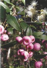 Acmena Smithii Var Minor Coolum Native Nursery