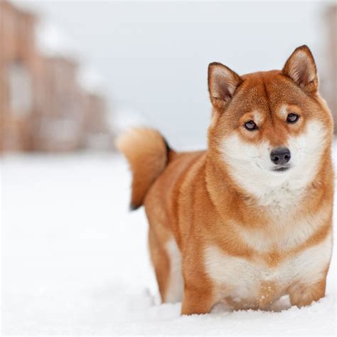 Perro Shiba Inu Guía completa Cuidados Carácter