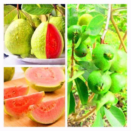 100Pcs Guava Seeds - BuyingSeed.com - Free Shipping - Up to 70% OFF