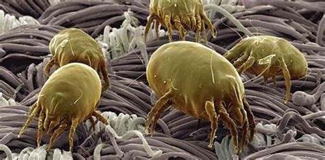 Dust Mite Allergy And The Top End Dread Territory Medical Group