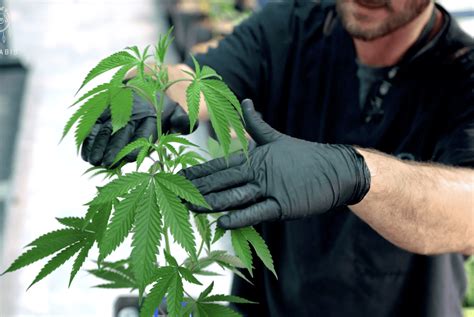 Different Methods Of Topping Cannabis Plants