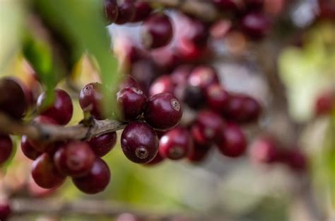 Piat Cafeicultores Da Coopiat S O Classificados Ao Oscar Dos Caf S