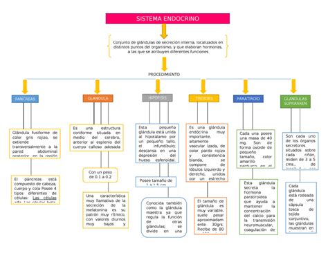 Dibujo Del Sistema Endocrino