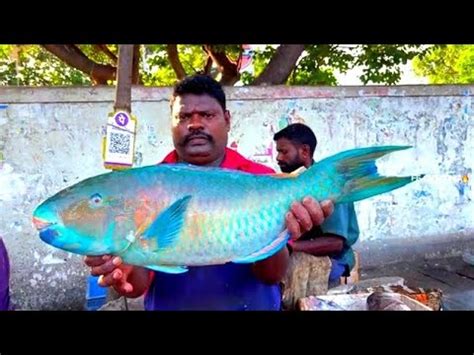 KASIMEDU SPEED SELVAM VERY RARE PARROT FISH CUTTING VIDEO IN