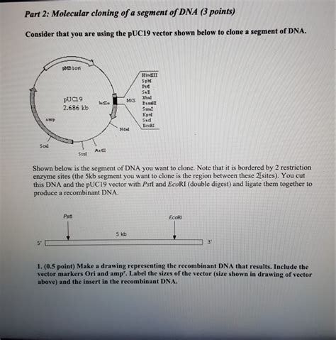 Solved Part 2 Molecular Cloning Of A Segment Of Dna 3