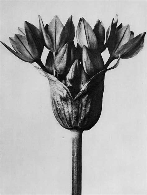 Karl Blossfeldt And His Stunning Macro Photography Light Stalking