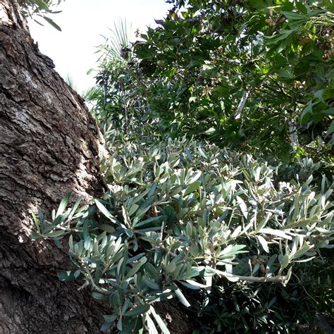 Olea Europaea Olive Tree 200l Horizontola 4m Windlestone