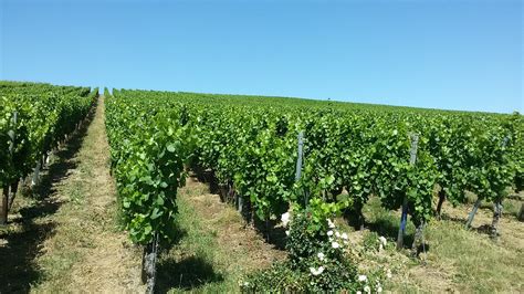 Weinbergsblog Wachstum Franken Wein Schöner Land