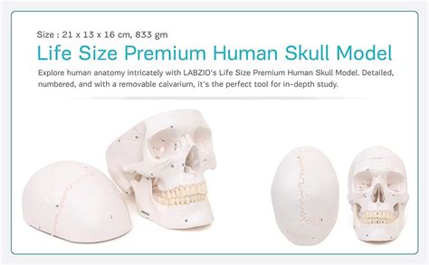 Labzio Life Size Human Skull Model Anatomical Pvc Skull With