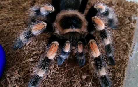 Mexican Red Knee Tarantula (Brachypelma smithi) - Tarantula Friendly