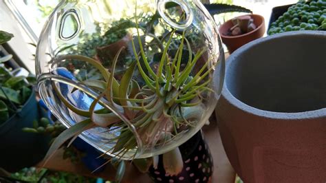 4'' Glass Globe Terrarium Pot - Succulents Box