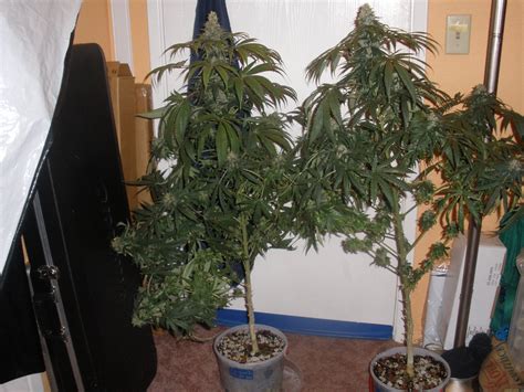 Strain-Gallery: Purple Bud (Seedsman) PIC #29101394016087575 by jomomma