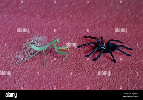 praying mantis fight with spider Stock Photo - Alamy