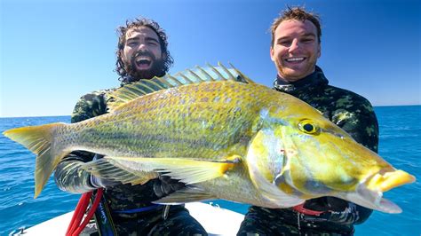 Spearfishing Australia's BEST REEF FISH! (Back 2 Basics) Ep: 23 - YouTube