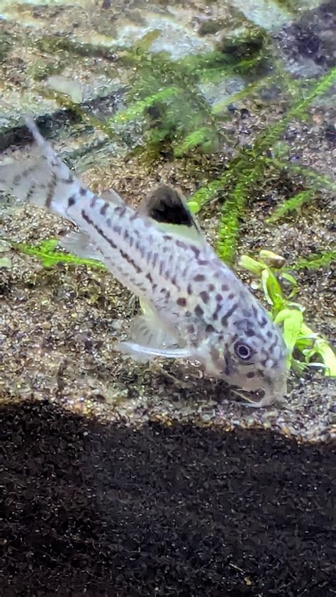 New to corydoras : r/corydoras