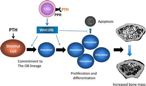 Silencing Of Parathyroid Hormone Pth Receptor In T Cells Blunts The