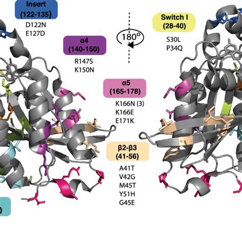 The Regulation Of Cdc42 Download Scientific Diagram