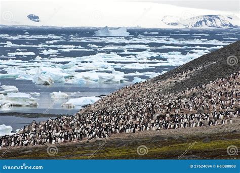 Penguin Colony in Antarctica Stock Photo - Image of adelie, ocean: 27624094