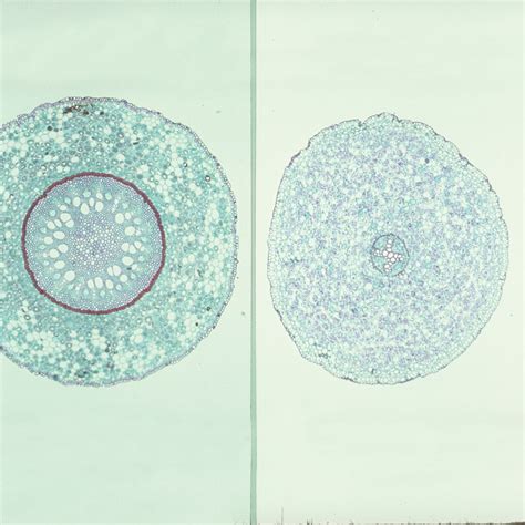 Typical Monocot and Dicot Root Comparison Microscope Slides, c.s., 12 ...