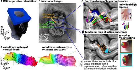 Topographical Motor Cortex Homunculus - lasopamiami