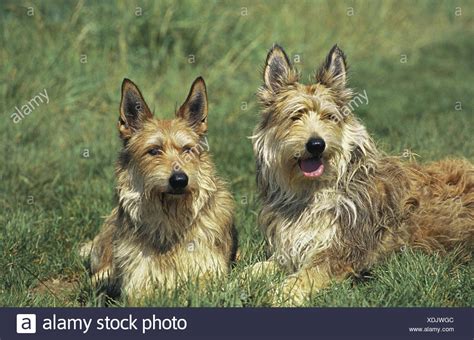 Picardy Shepherd Dog High Resolution Stock Photography And Images Alamy