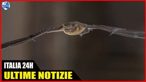 Hai Paura Dei Pipistrelli Quando Entra In Casa Ecco Cosa Bisogna Fare