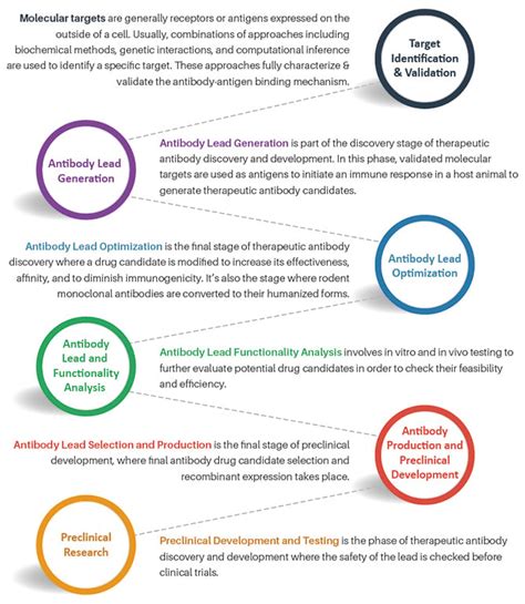 What Is Antibody Drug Discovery