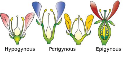 Explain With Diagram Hypogynous Perigynousand Epigynous Flower