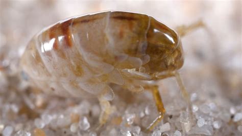 What Is The Natural Way To Get Rid Of Sand Fleas Information And