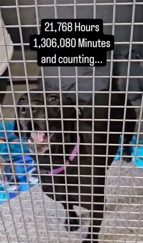 ‘Absolutely heartbreaking’: Dog adopted after years in shelter returned