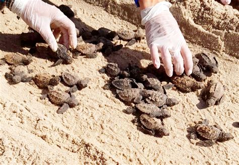 Mais De 100 Tartarugas De Pente Nascem Na Praia De Maria Farinha