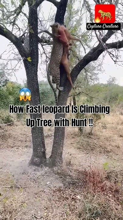 😱omg How Fast Leopard Is Climbing Up Tree With Hunt🦌🔥🐆 Leopard Hungry