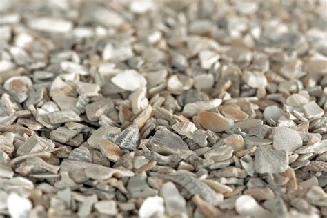 Chicken Grit And Oyster Shells Do Your Hens Need Them