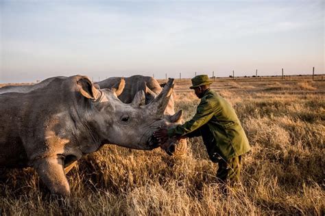 Two New Northern White Rhino Embryos Created At Christmas Now There