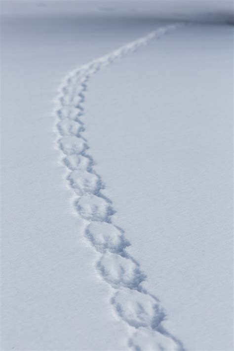 Red Squirrel Tracks In Snow