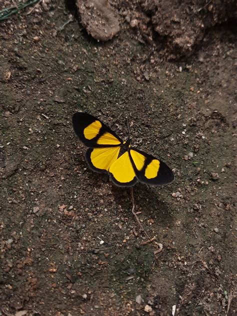 Cyllopoda Latiflava Desde Baraya Huila Colombia El De Julio De