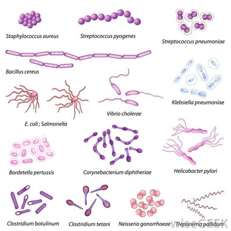 Bacteria Are Named Depending On Their Shape And Arrangement Microbiology Pinterest