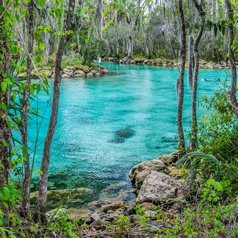 Where to see Manatees in Crystal River | Dotting the Map