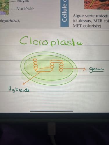 Biologie Karteikarten Quizlet