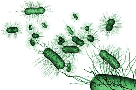 Foto De Ecoli Bactérias Células Ilustração 3d E Mais Fotos De Stock De