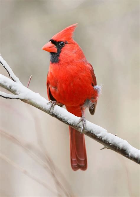 Red Cardinal - Biblical Meaning - Bible Wings